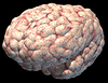 brain_highres_render.gif